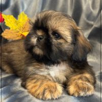 Disponible, ayrton, mâle type shih tzu #2