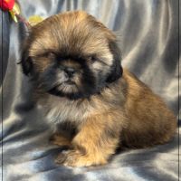Disponible, ayrton, mâle type shih tzu