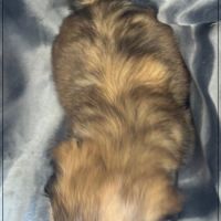 Disponible, ayrton, mâle type shih tzu #5