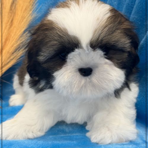 Disponible, greg, mâle shih tzu #4