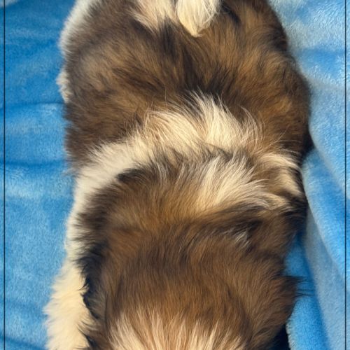 Disponible, greg, mâle shih tzu #5