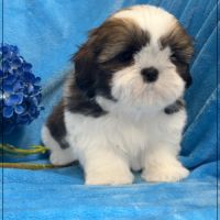 Disponible, greg, mâle shih tzu