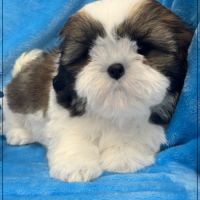 Disponible, greg, mâle shih tzu #2