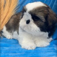 Disponible, greg, mâle shih tzu #3