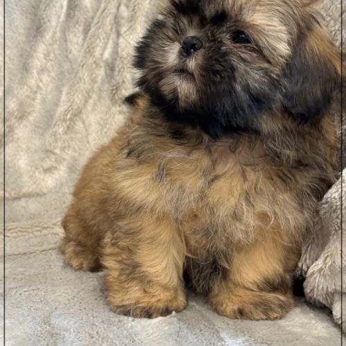Disponible,délice, superbe mâle type shih tzu #4