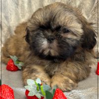 Disponible,délice, superbe mâle type shih tzu #1