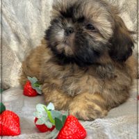Disponible,délice, superbe mâle type shih tzu #2