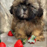 Disponible,délice, superbe mâle type shih tzu