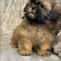 Disponible,délice, superbe mâle type shih tzu #4