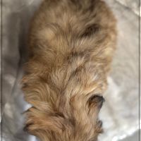 Disponible,délice, superbe mâle type shih tzu #5