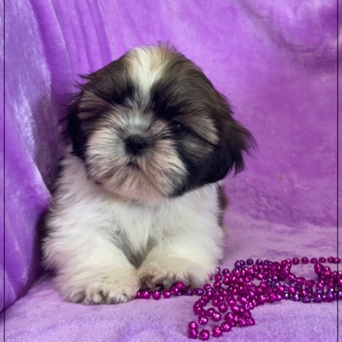 Disponible, gala ,femelle type shih tzu