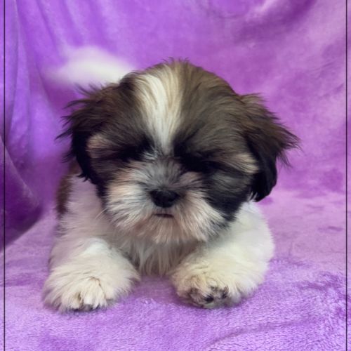 Disponible, gala ,femelle type shih tzu #4