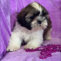 Disponible, gala ,femelle type shih tzu #1