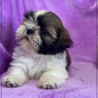 Disponible, gala ,femelle type shih tzu #3