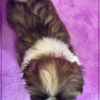 Disponible, gala ,femelle type shih tzu #5