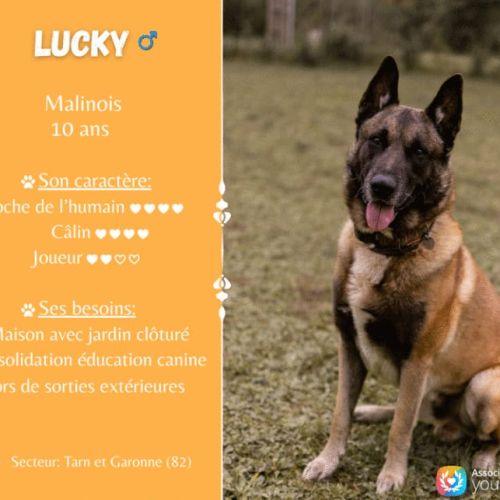 Lucky, malinois male à adopter #0