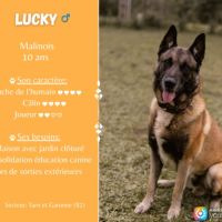 Lucky, malinois male à adopter