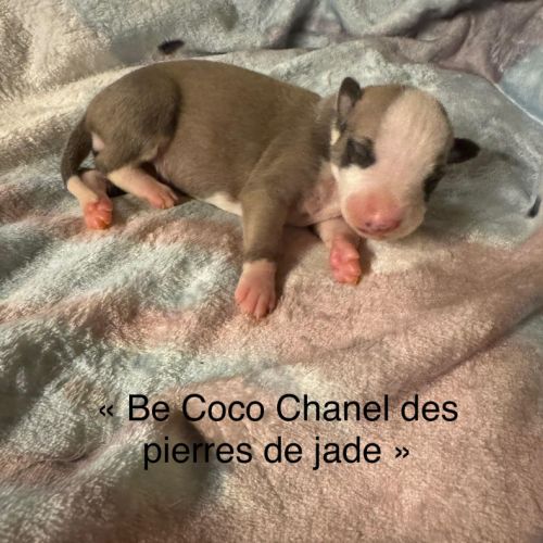 Chiot lévrier whippet #1