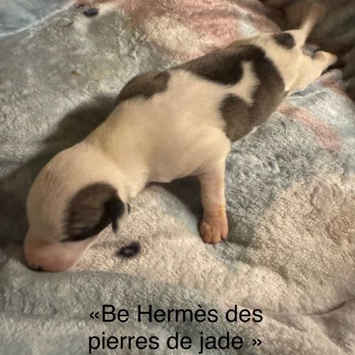 Chiot lévrier whippet #2