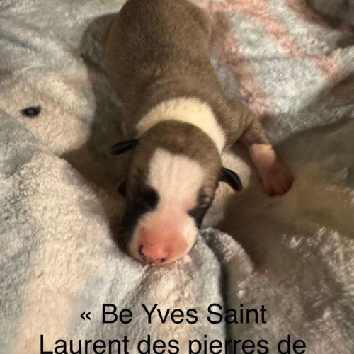 Chiot lévrier whippet #4