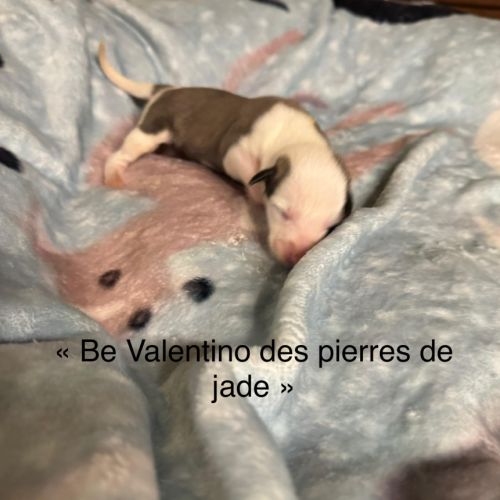 Chiot lévrier whippet #7