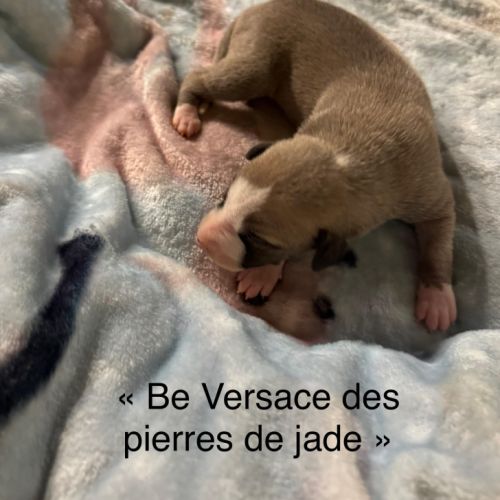 Chiot lévrier whippet #8