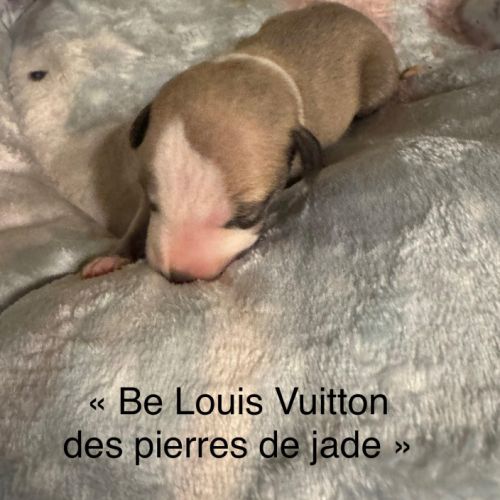 Chiot lévrier whippet #9