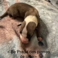 Chiot lévrier whippet #3