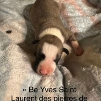 Chiot lévrier whippet #4