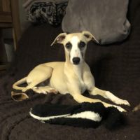 Chiot lévrier whippet