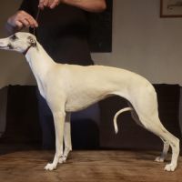 Chiot lévrier whippet #6