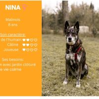 Nina, malinois croisé x à adopter