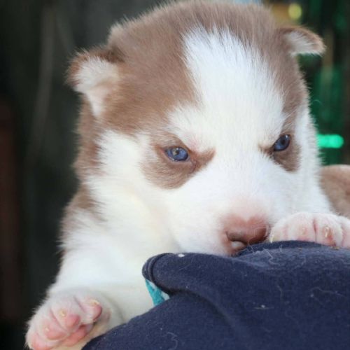 Chiot husky #1