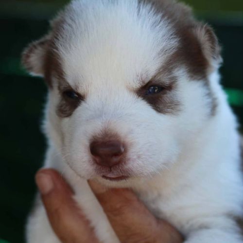 Chiot husky #2