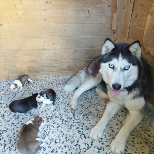 Chiot husky