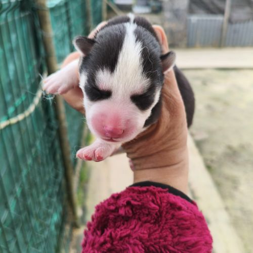 Chiot husky #3