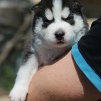 Chiot husky #3