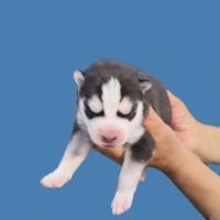 Chiot husky