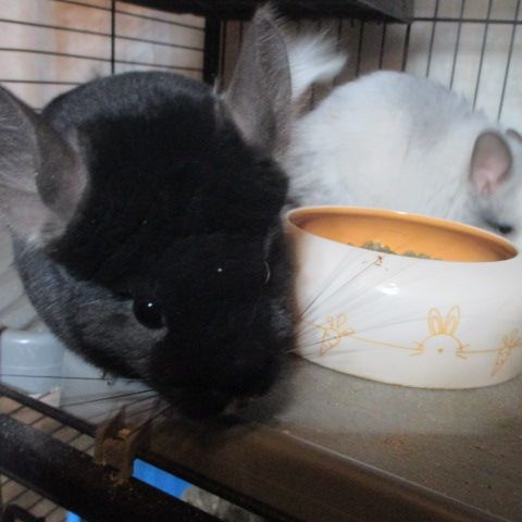 Jeune chinchilla croisé angora black velvet #2