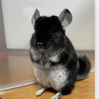 Jeune chinchilla croisé angora black velvet