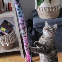 A l’adoption : aribo, une jolie chatonne tigrée #1