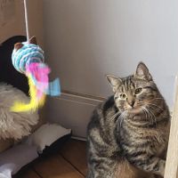 A l’adoption : aribo, une jolie chatonne tigrée #4