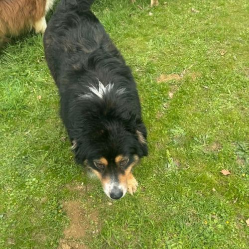 Rubis berger australien #1