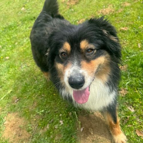 Rubis berger australien #0