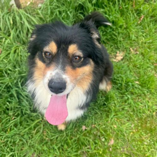 Rubis berger australien #3