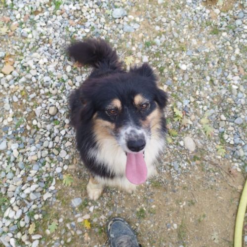 Rubis berger australien #5