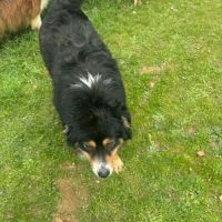 Rubis berger australien #1