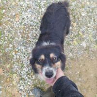 Rubis berger australien #4