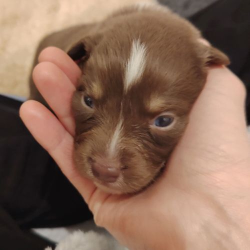 Vends chiots berger australien lof #2