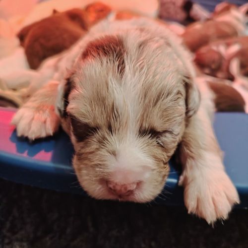 Vends chiots berger australien lof #3